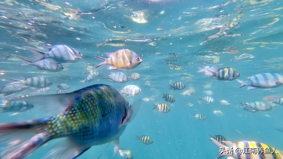 新手养鱼必备基础知识,新手养鱼入门必备知识