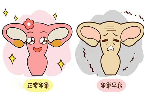 女性卵巢不排卵,女性卵巢不长怎么回事