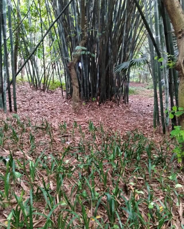 南宁狮山公园以前是尸山吗,广西南宁狮山公园现状