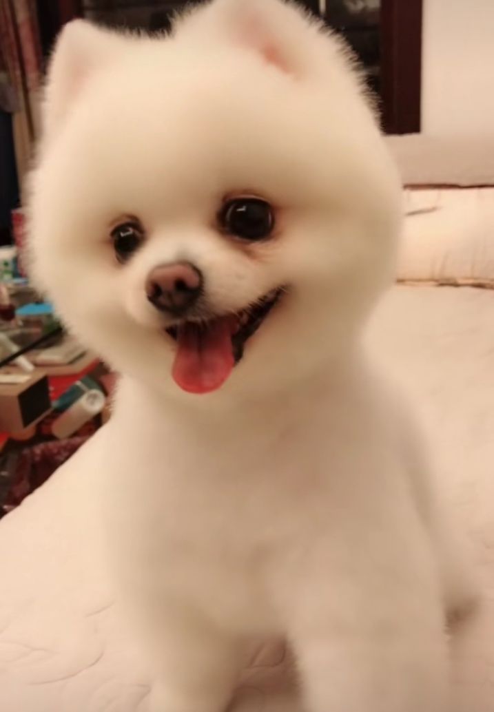 茶杯犬多少一只,茶杯图片分享