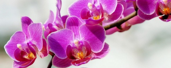 蝴蝶兰根烂了清理图片,蝴蝶兰根烂了可以晒吗