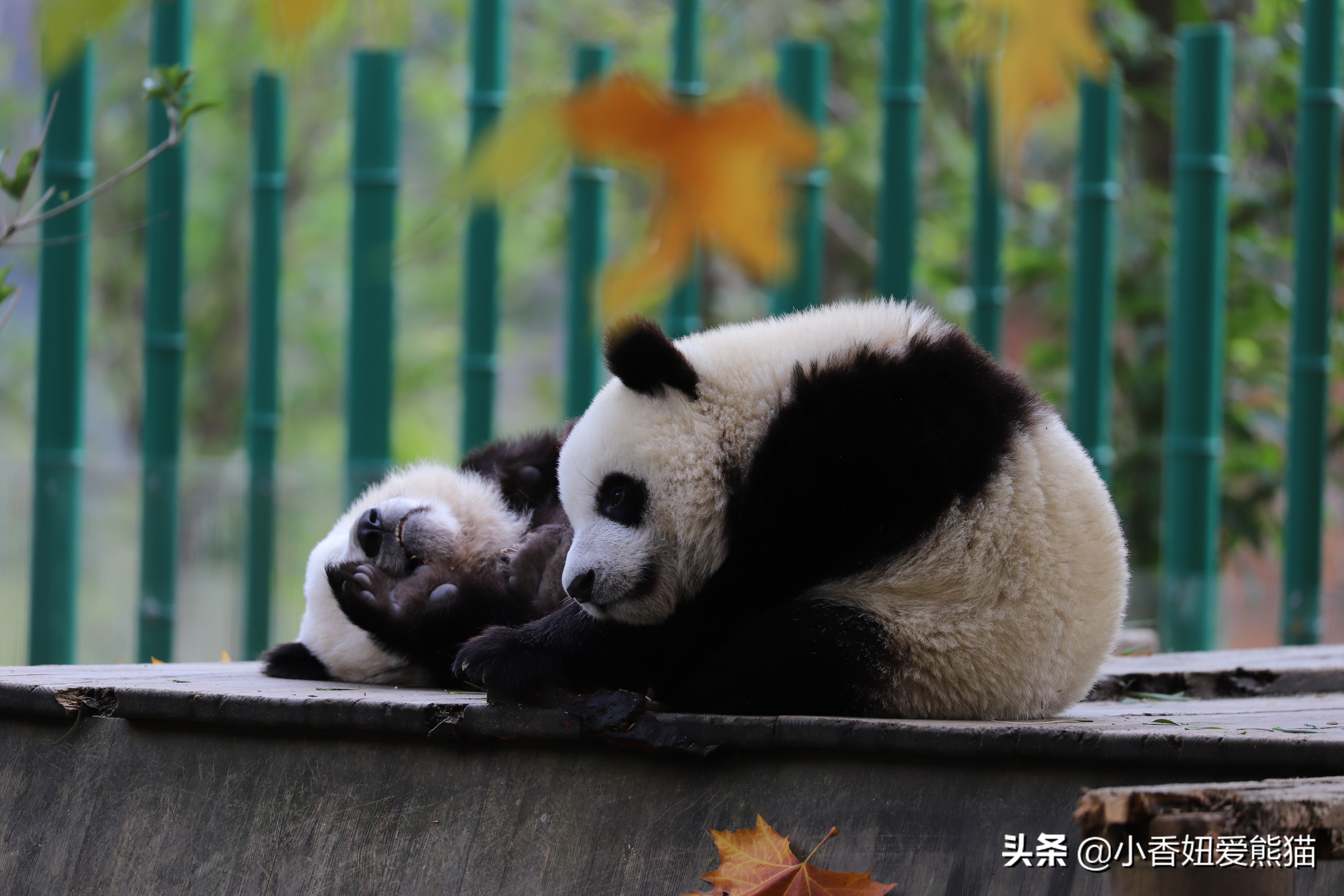 卧龙熊猫宝宝和宝力,卧龙熊猫基地熊猫宝宝
