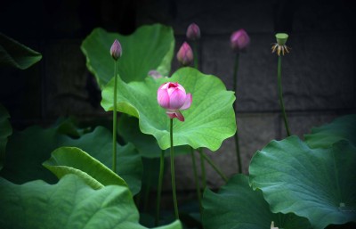 奇特的一天日记,奇特的一生