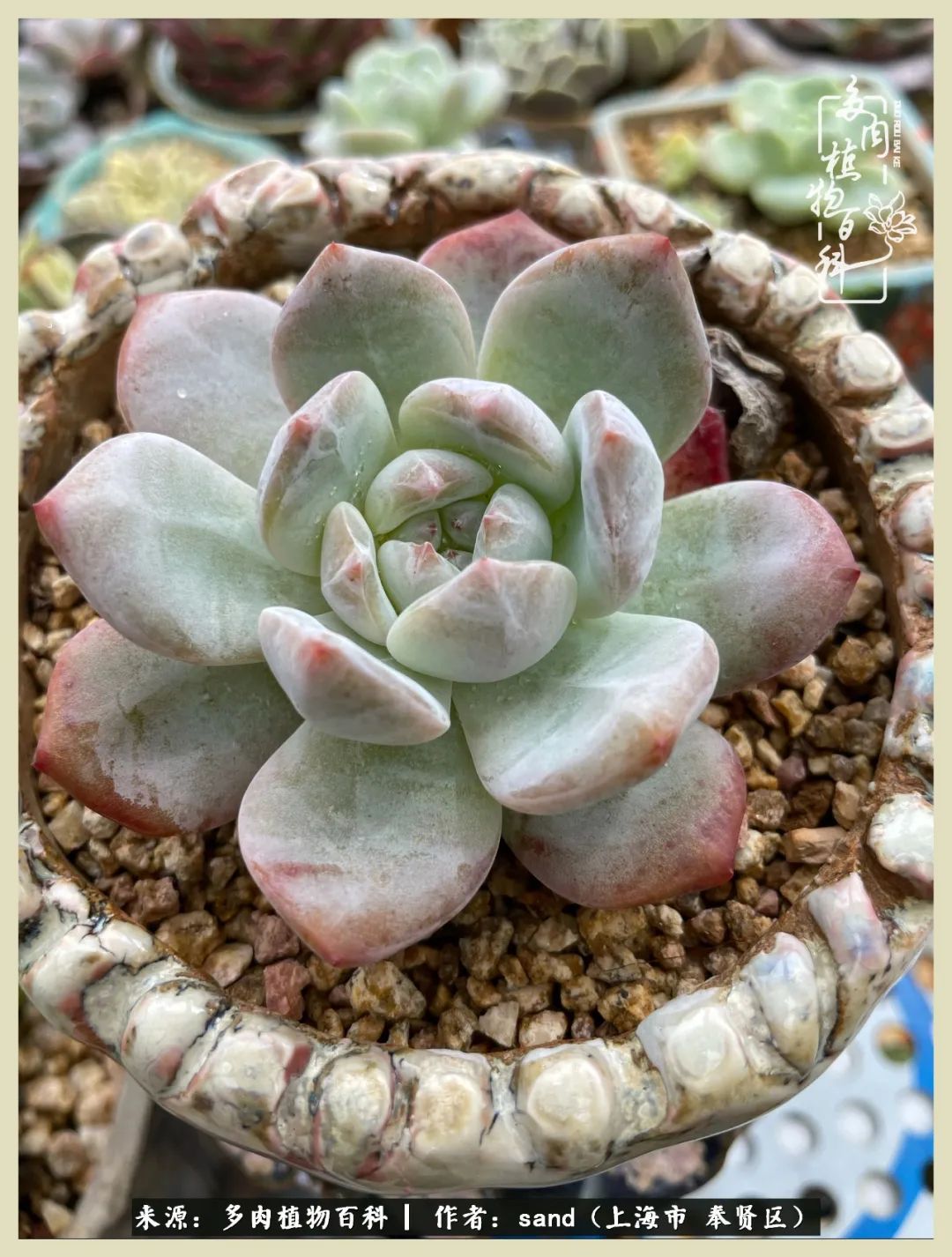 多肉怎么度过三伏天,多肉在三伏天怎么度夏