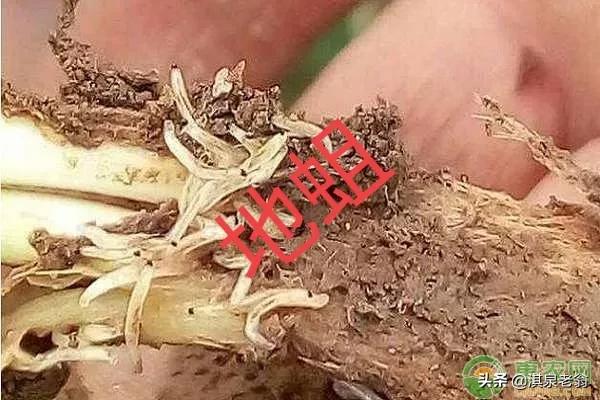 大葱生地蛆是怎么回事,大葱移栽后有地蛆怎样处理