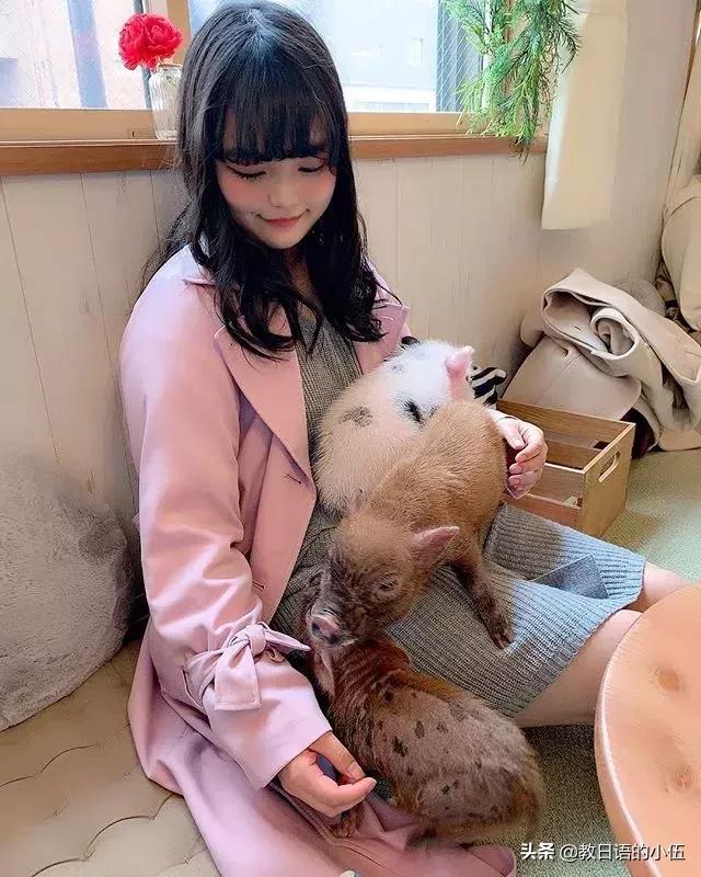 日本咖啡馆小猪馆 (日本首家小猪咖啡店受欢迎)
