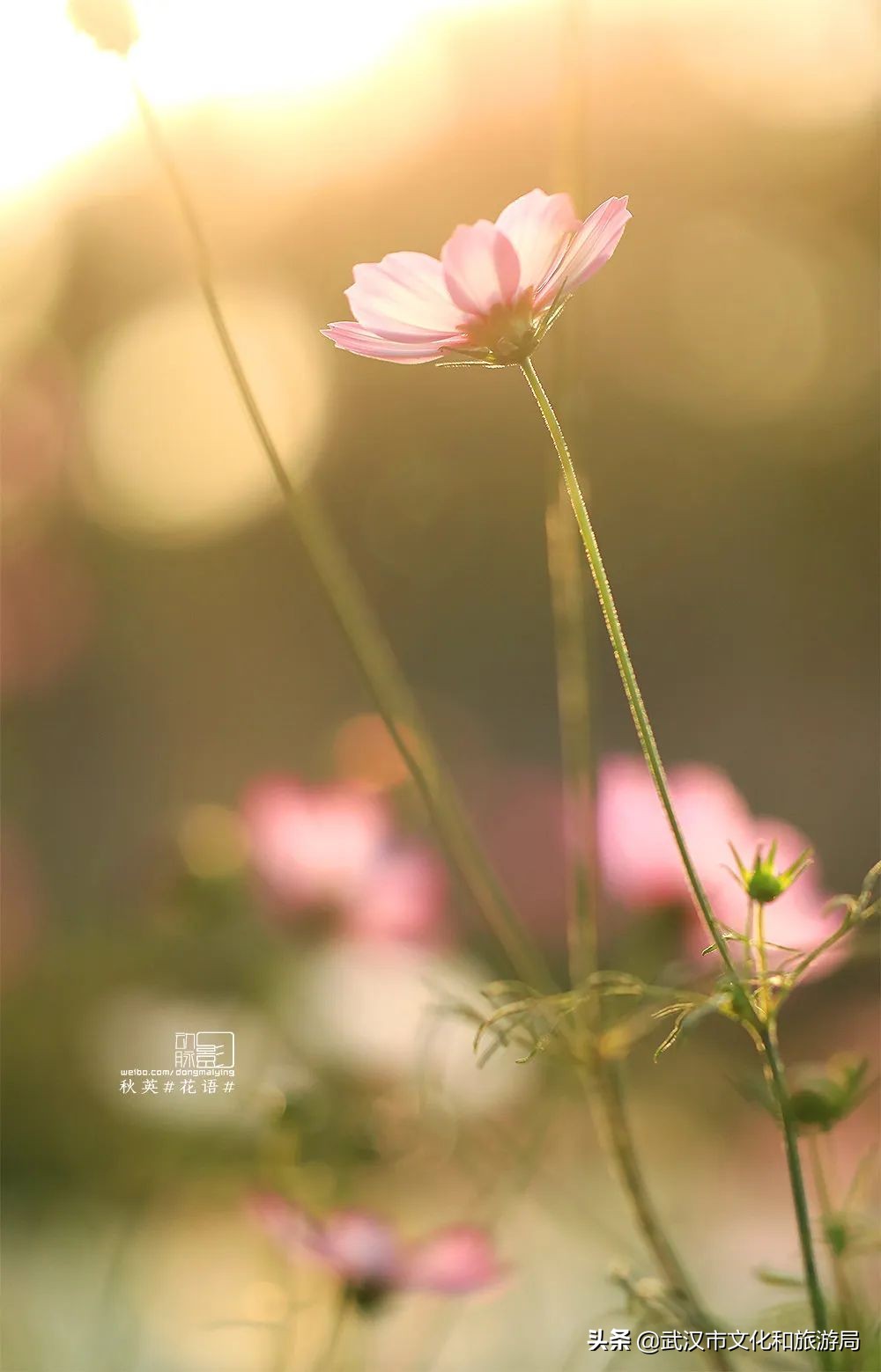 2019年4月武汉赏花攻略,武汉秋季赏花推荐最新