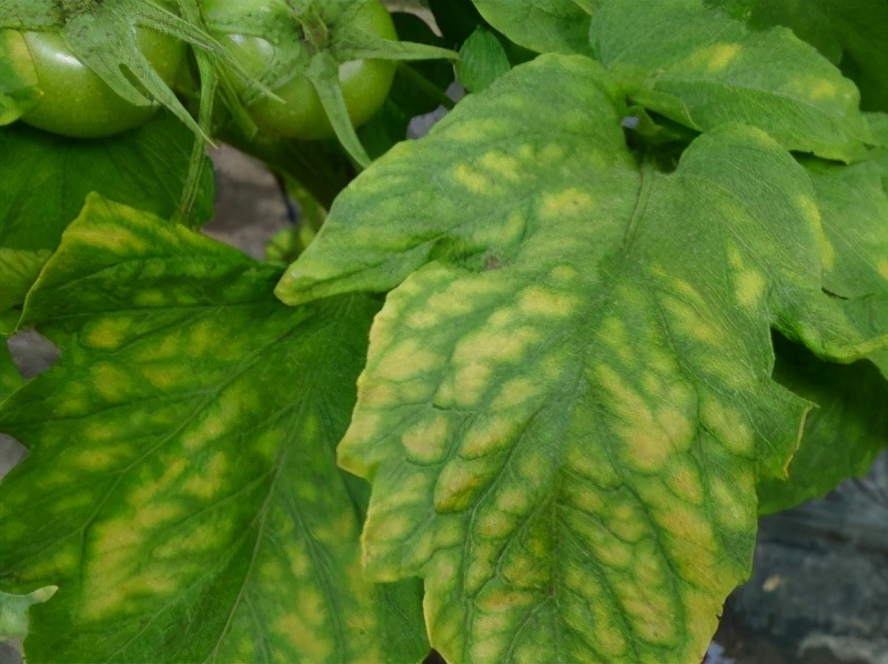 镁元素对植物的作用,镁种类的作用与功效有哪些