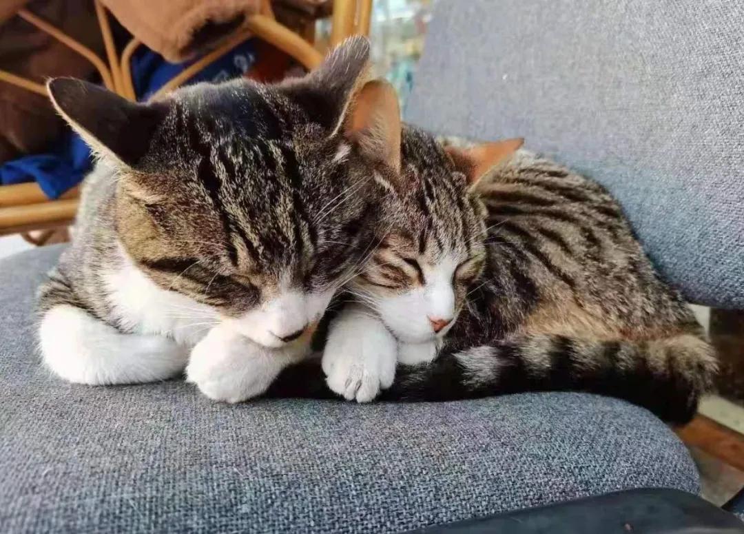 全网都以为复旦大学的猫被偷了，几天后…气得想骂猫