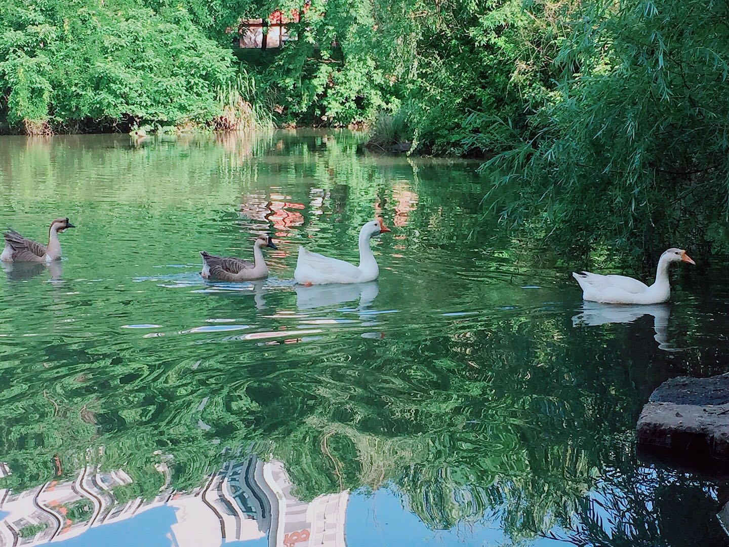 武汉这个美得像城堡一样的大学,你打卡了吗?