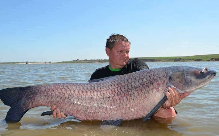 46厘米!18条金鱼引发美国人担忧,会像亚洲鲤鱼一样泛滥吗?