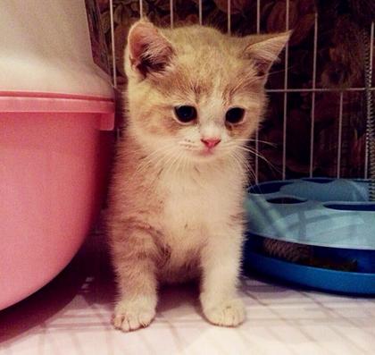 怎样预防猫的尿路结石,猫尿结石怎么治