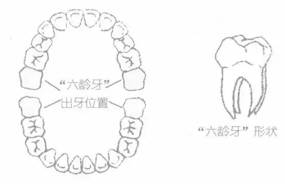 六龄牙终生不换,六龄牙有不换的吗