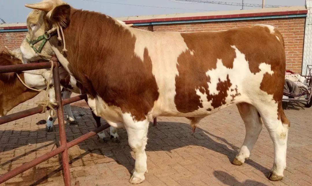 牛拉屎一颗一颗的什么原因,牛拉屎有白脓