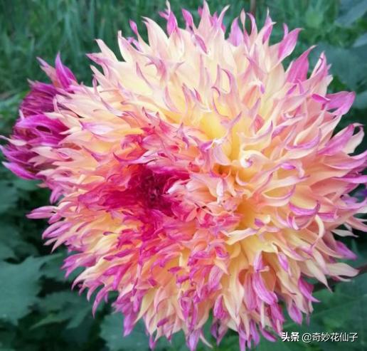 大丽花冬季养护，做到这几点，可以让它轻松安全越冬