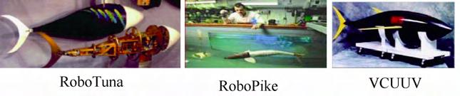 鱼为什么会游泳30字,鱼为什么会游泳