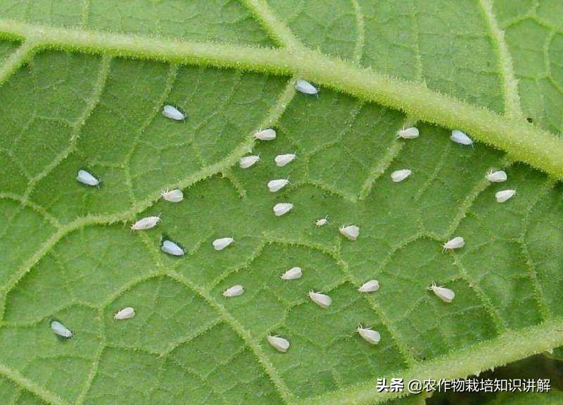 黄瓜白色飞虱用什么药,黄瓜白粉虱消灭小窍门视频
