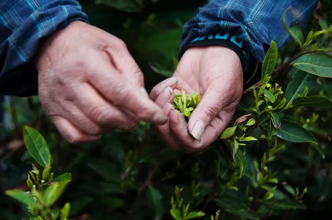 首批“常熟老字号”名单公布，本市十三家企业榜上有名！