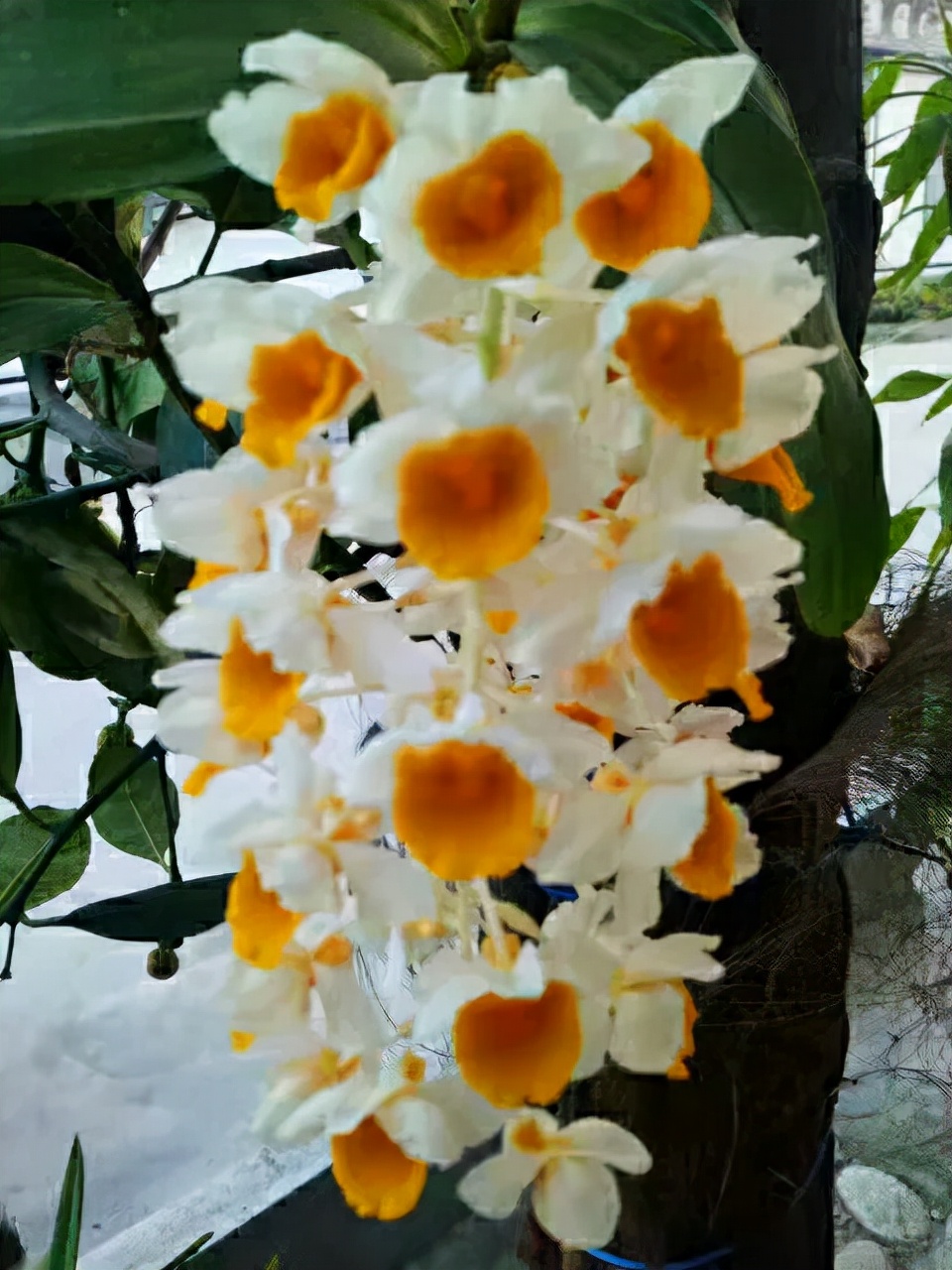 杜甫咏雪的诗句,咏雪七言绝句古诗