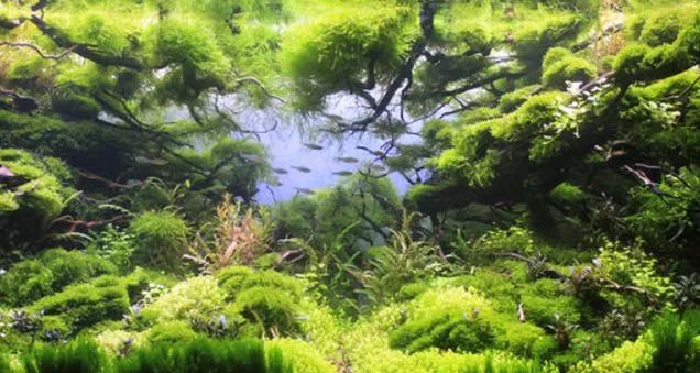 造景如何看起来有层次,十个最好看的造景