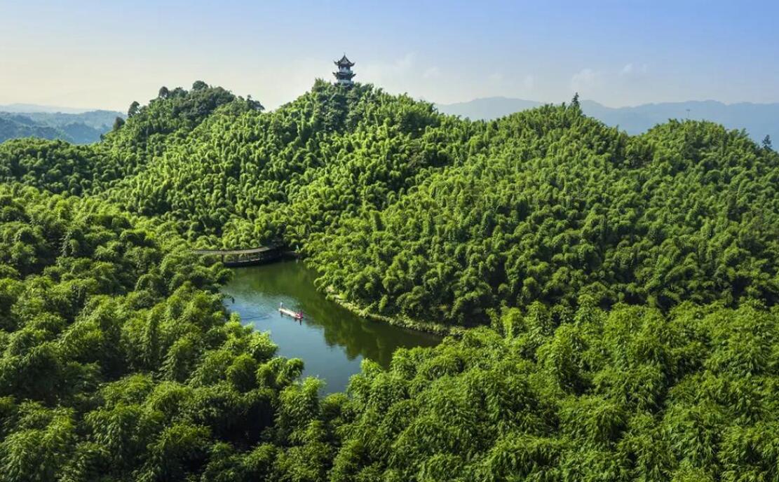 首次发现野生金钱豹,四川惊现野生金钱豹是真的吗