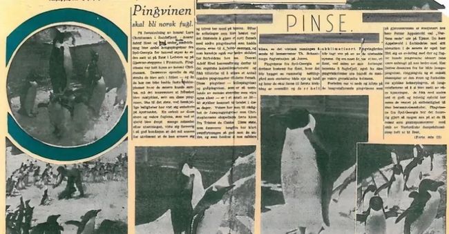 为什么北极没有企鹅阅读答案,为什么没人把企鹅带北极养