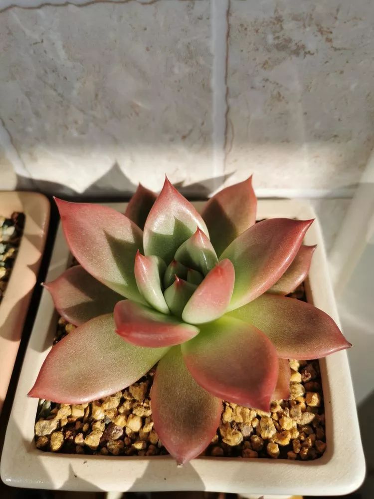 适合北方阳台党养的多肉,适合养在北阳台的多肉