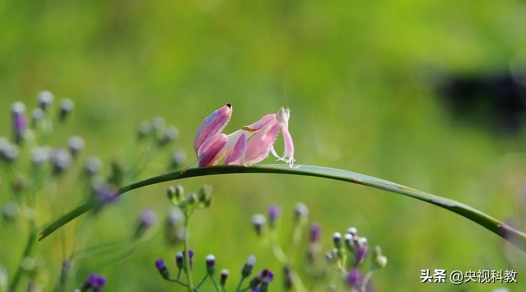 背着猎物尸体行走江湖，它这是“吃饱撑的”？