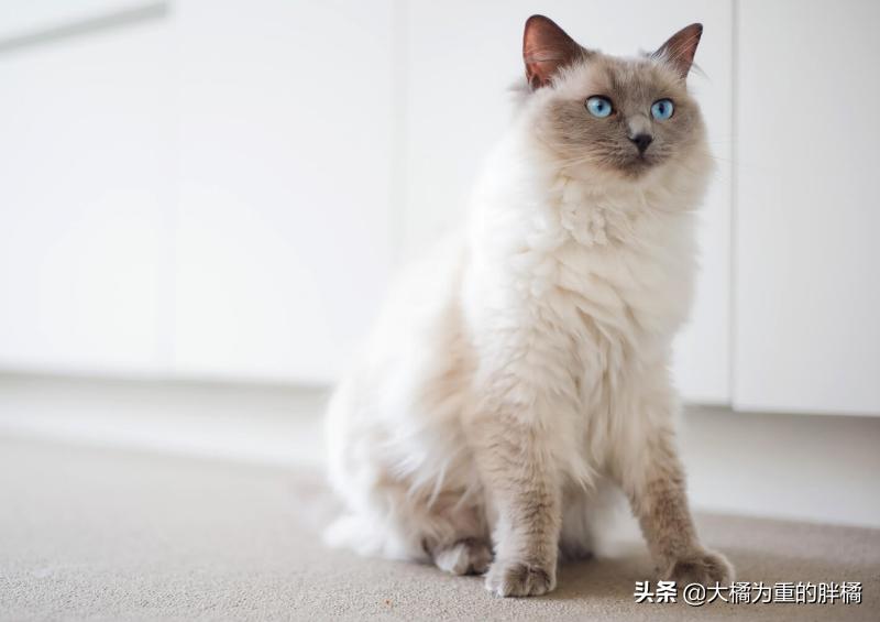 布偶猫是猫咪性格最好的吗,布偶猫的习性和特点及如何养猫