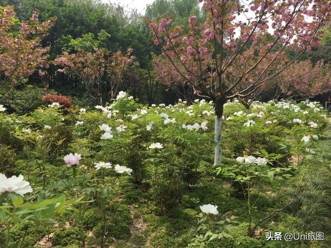 海外华人2019故乡行：去看看水漫金山的镇江金山江天禅寺，这个才是真正的金山寺，它今年真的没有被淹