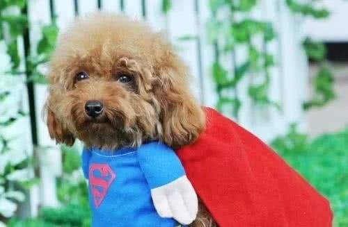 泰迪一般到几岁性格会变,长期笼养对泰迪性格的影响