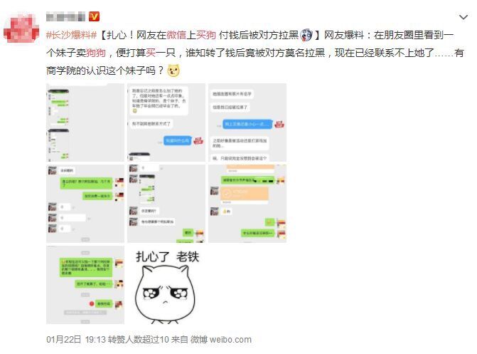 网上买比熊和博美,买博美犬和比熊