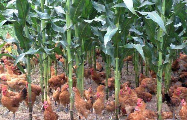 玉米地里散养鸡，不但玉米高产鸡还健壮，真是一举两得的好事啊！
