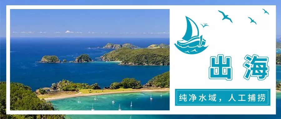 新西兰海参官网,新西兰金刺参如何辨真假