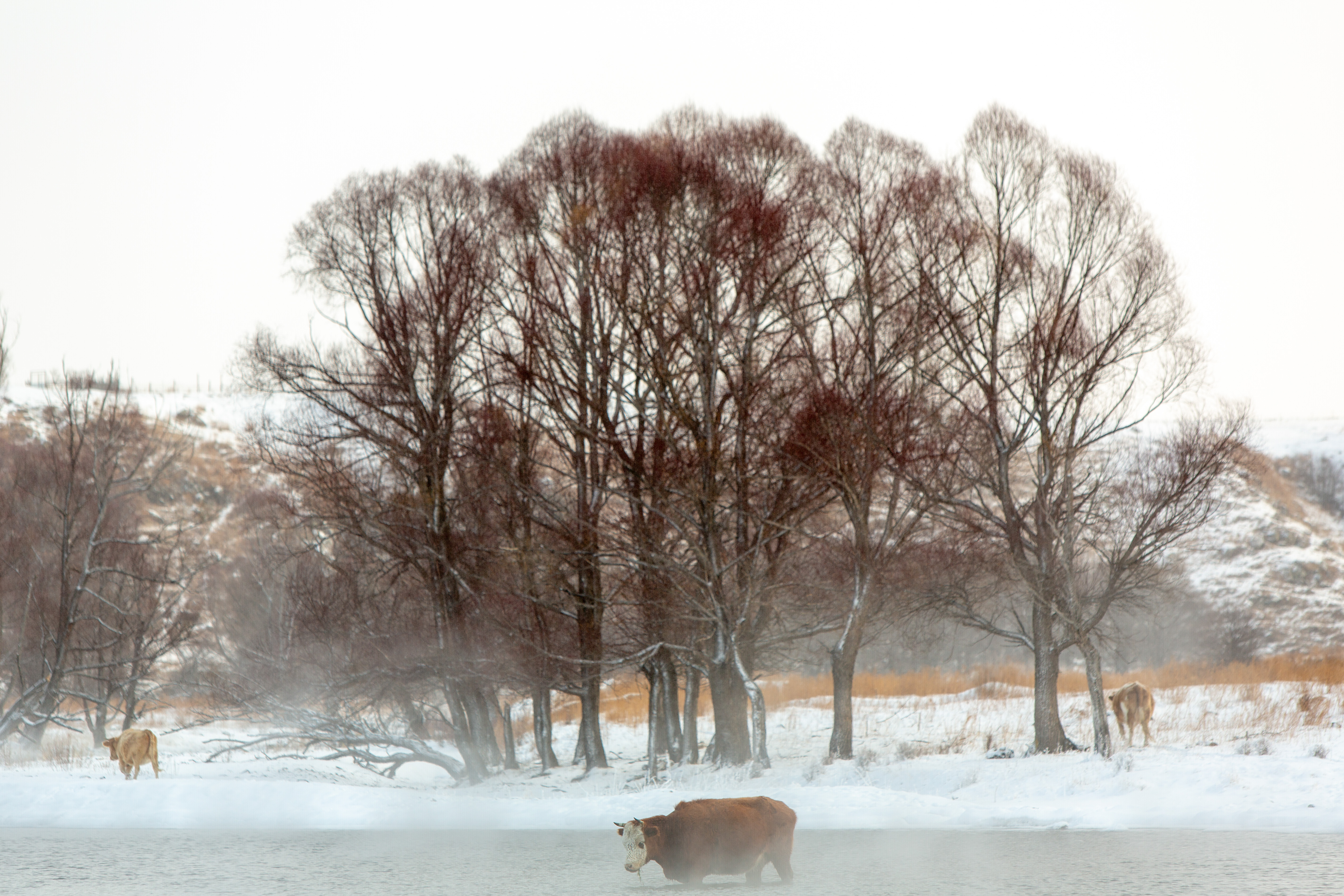 夏季内蒙古自驾游,北京到内蒙古东北自驾游旅行攻略