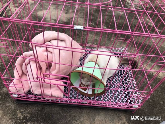 小猫得了猫癣怎么治好得快,小猫得了猫癣能治好吗