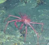 中国机器人基地,沈阳自动化研究所机器人