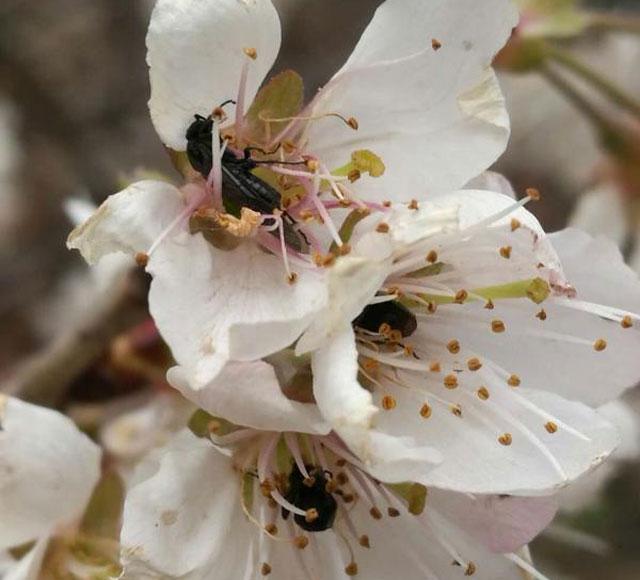 樱桃6月高发害虫,危害樱桃幼芽出现网状叶的害虫