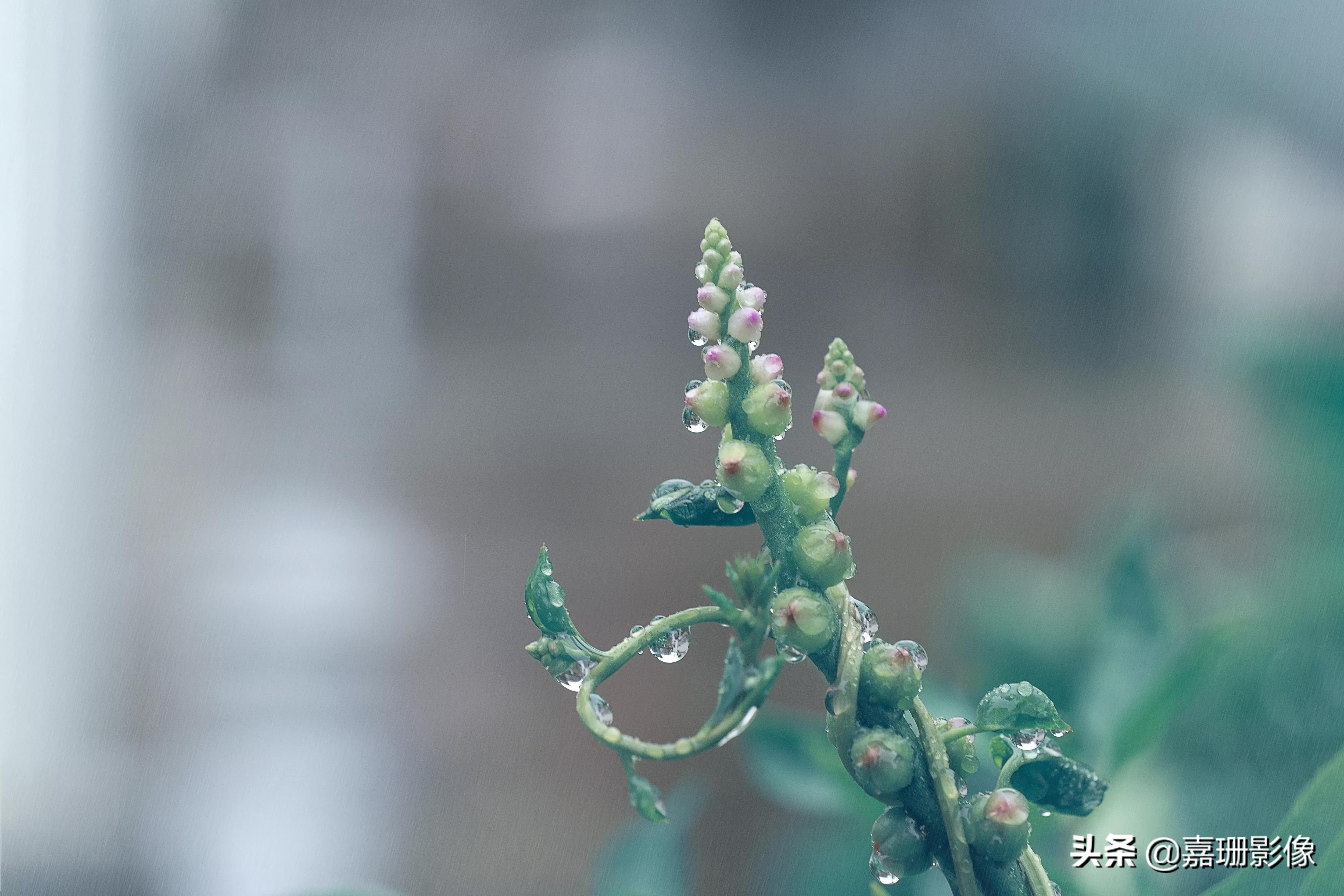 看看花容,听听花语2020年我镜头里的百种花卉