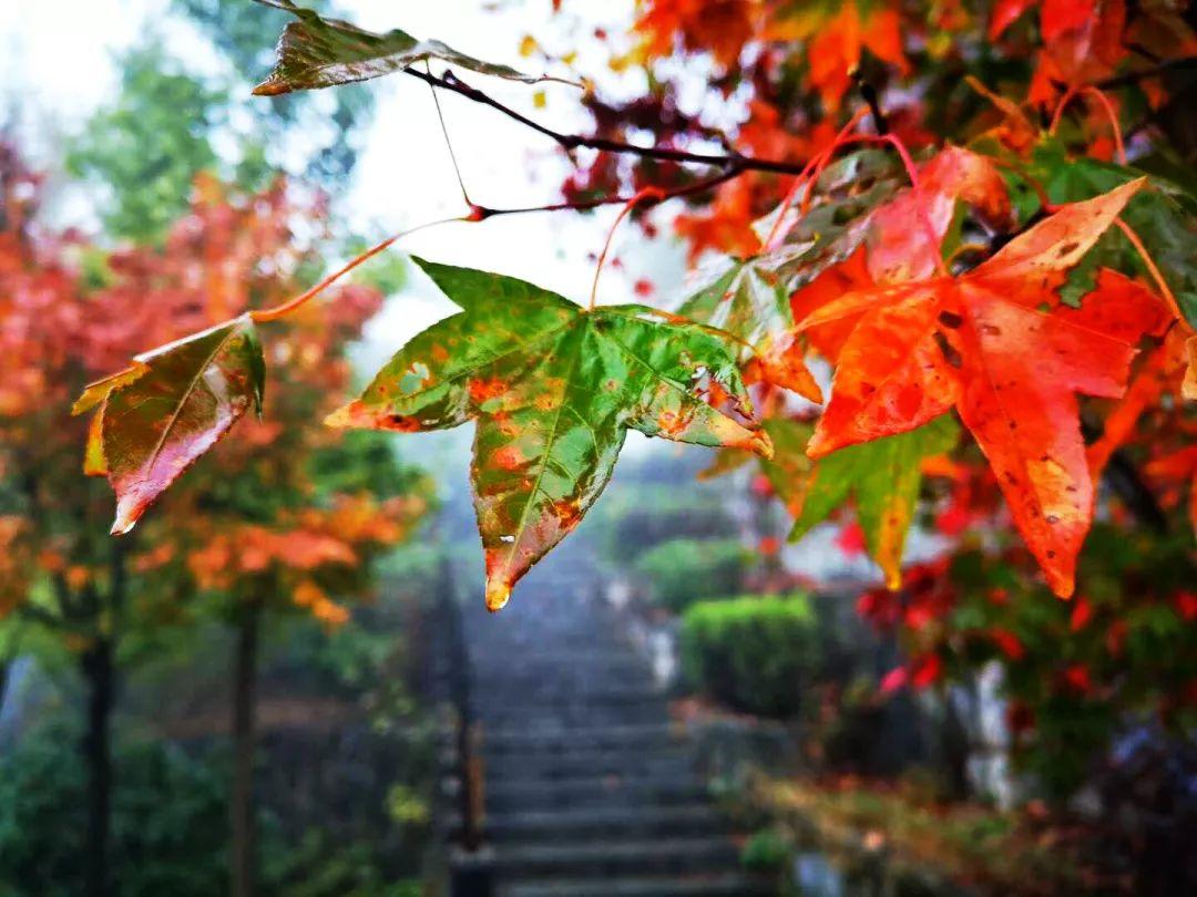 清凉寨丨“枫”景尚好,年会火热预定中!