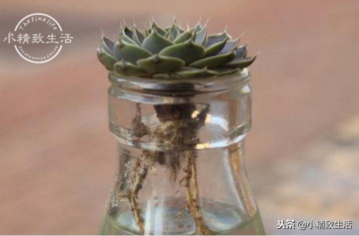 买来的植物没有根,买回多肉没根