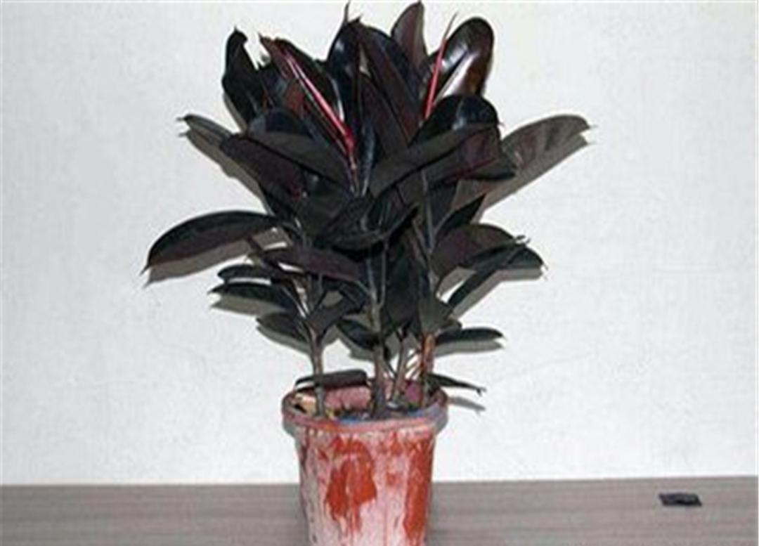 黑金刚橡皮树与绿金刚橡皮树区别,青叶橡皮树和黑金刚橡皮树一样吗