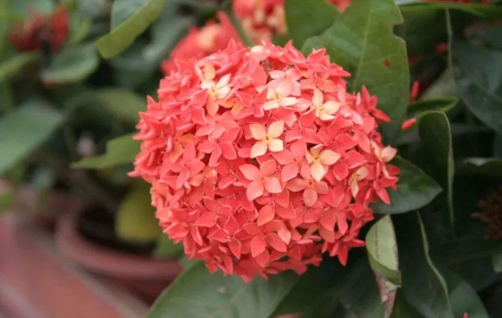 各国国花及花语英文,世界各国的国花资料