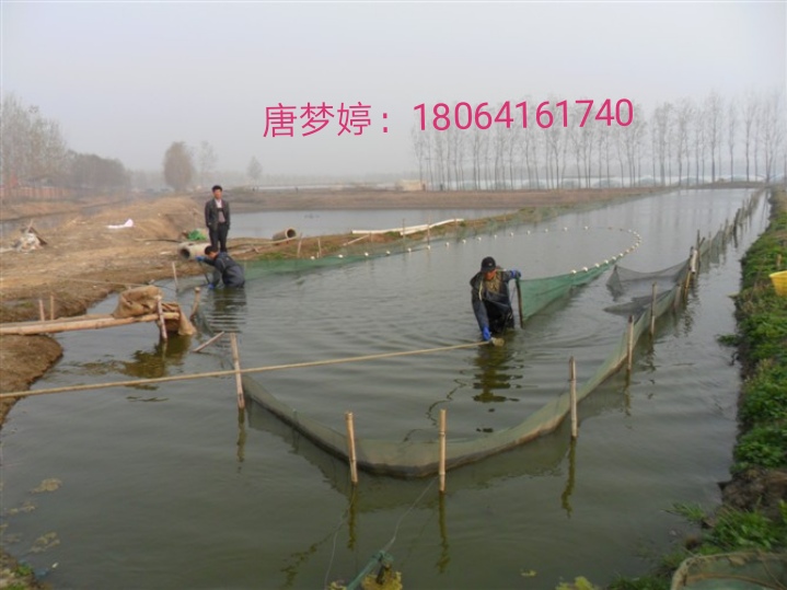 泥鳅养殖与市场前景,泥鳅养殖前景及利润