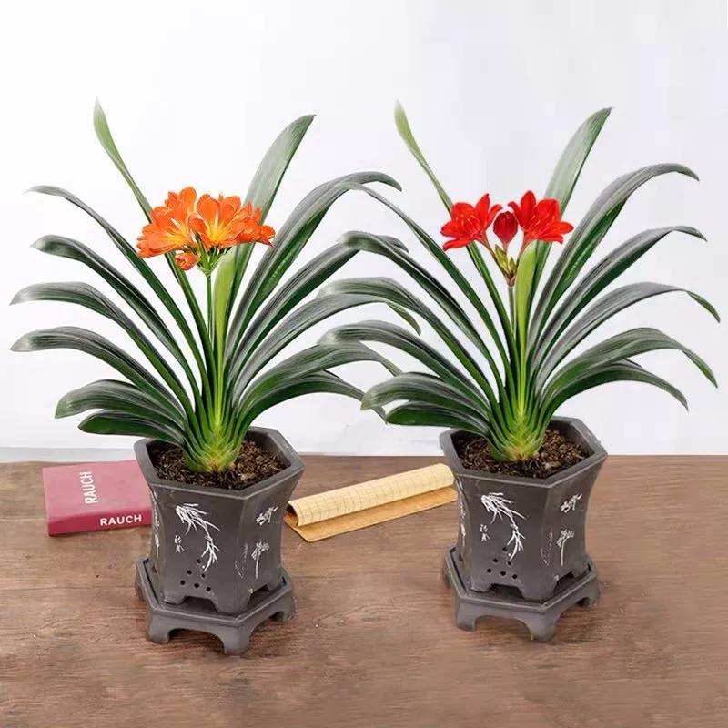 十二生肖对应的幸运花是什么花,十二生肖各该种什么花