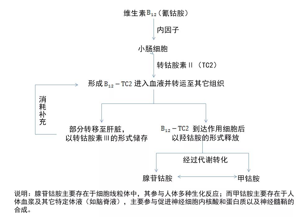 维生素b12缺乏症怎么补,长期服用降糖药如何补充维生素b12