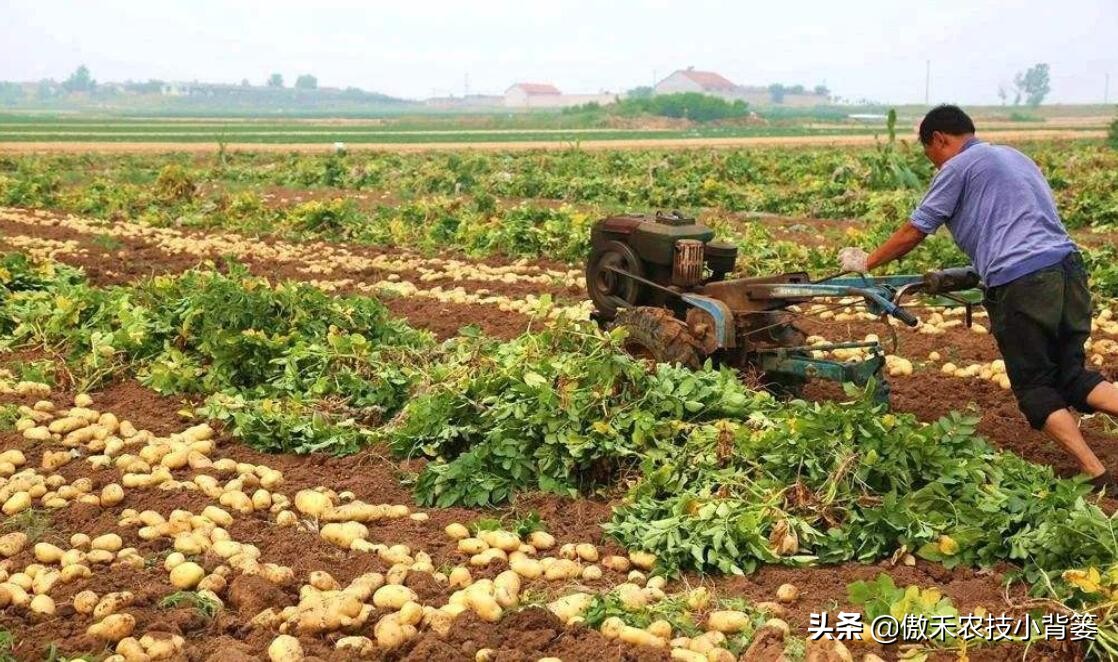 如何提高种植土豆的产量,怎样提高马铃薯的产量