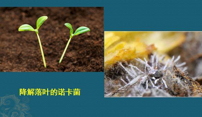 肺诺卡菌感染，当1种分解落叶的细菌，被吸入肺脏