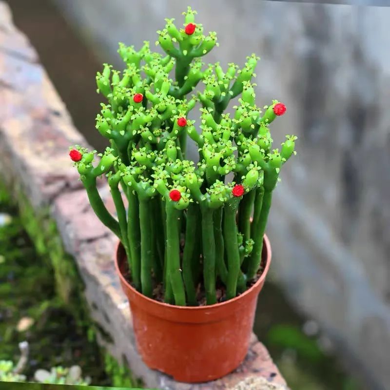 家里种光棍树多肉好不好,光棍树适合室内养殖吗