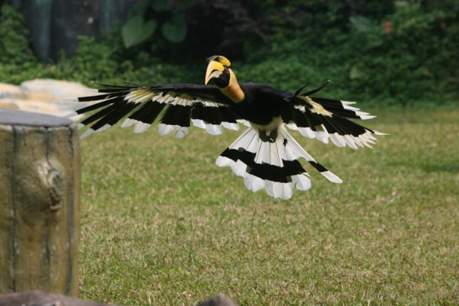双角犀鸟的爱情,双角犀鸟恋爱
